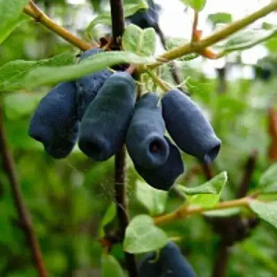 Жимолость съедобная ВОЛХОВА в Орше