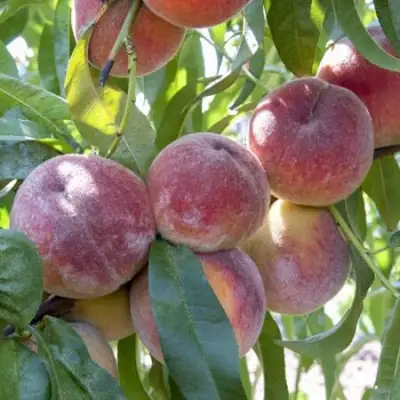 Персик ЗАРМЕНЮ в Орше