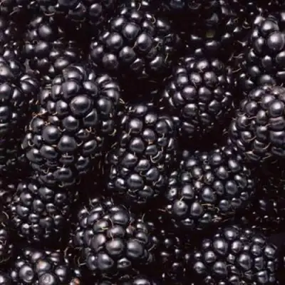 Ежевика ОРКАН бесшипная  в Орше