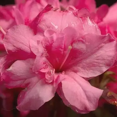 Азалия РОКОКО японская в Орше