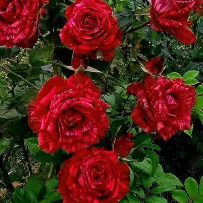 Роза РЕД ИНТУИШН чайно-гибридная в Орше