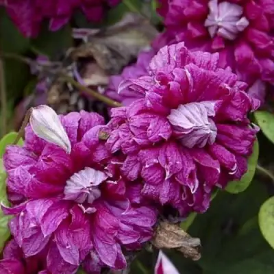 Клематис ПУРПУРЕА ПЛЕНА ЭЛЕГАНС в Орше