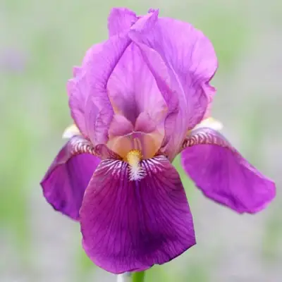 Ирис ИМПЕРАТОР бородатый в Орше