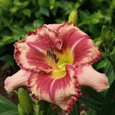 Лилейник АУТСТАНДИНГ гибридный в Орше