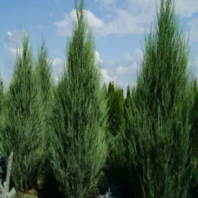 Можжевельник СКАЙРОКЕТ  скальный в Орше