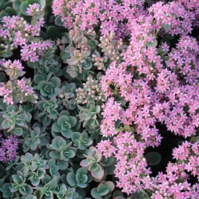 Очиток (седум) САНСПАРКЛЕР ЛАЙМ ЗИНГЕР в Орше