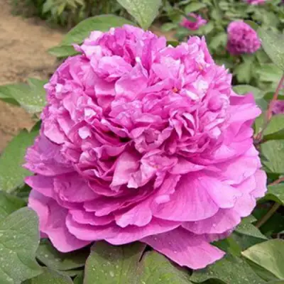 Пион ОРНАМЕНТ древовидный в Орше