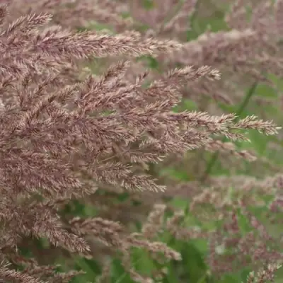 Вейник КАРЛ ФОРСТЕР остроцветковый в Орше