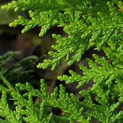 Туя восточная в Орше