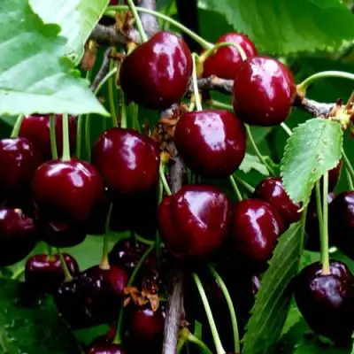 Черешня РЕВНА в Орше