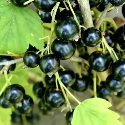 Смородина черная ВОЛОГДА в Орше