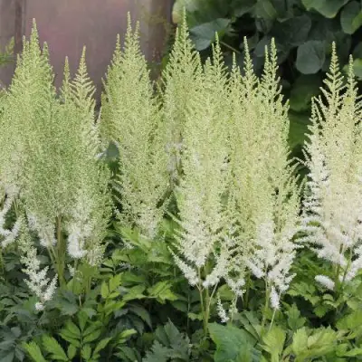 Астильба ДИАМАНТ Арендса в Орше