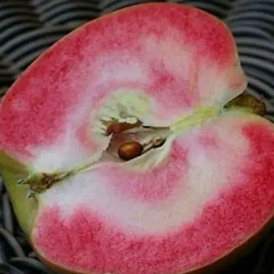 Яблоня ПИНК ПЕРЛ в Орше