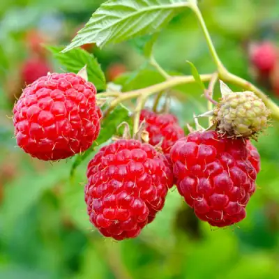 Малина РУБИФОЛ в Орше