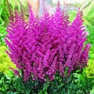 Астильба ПЕПЛ РЕЙН гибридная в Орше
