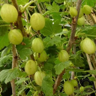 Крыжовник ИНВИКТА в Орше