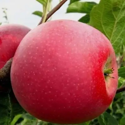 Яблоня АЙДАРЕД в Орше