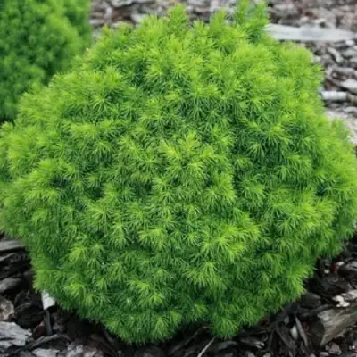 Ель АЛЬБЕРТА ГЛОБ сизая в Орше