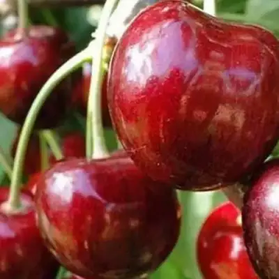 Черешня ВАСИЛИСА в Орше