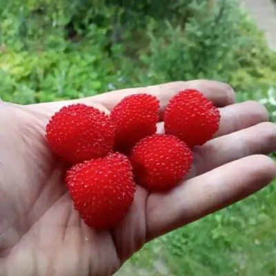 Малина ТИБЕТСКАЯ (РОЗОЛИСТНАЯ) в Орше