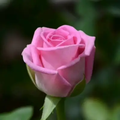 Роза АКВА чайно-гибридная в Орше