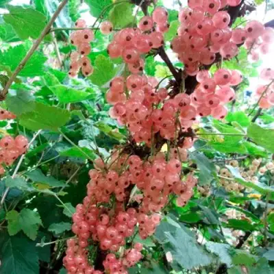 Смородина белая ПРЫГАЖУНЯ (РОЗОВАЯ) в Орше