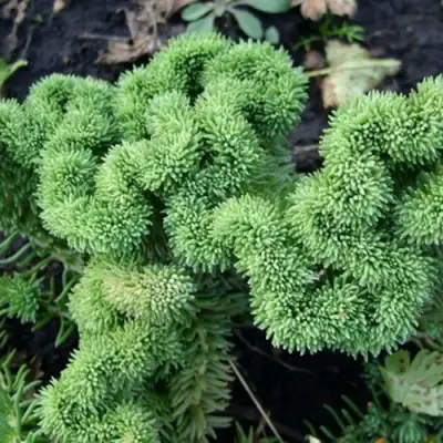 Очиток (седум) КРИСТАТУМ отогнутый в Орше