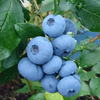 Голубика ТОРО в Орше