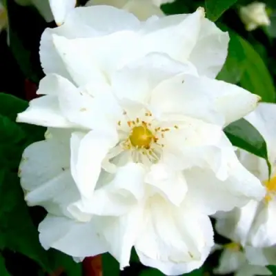 Жасмин РОЗАЦЕ в Орше