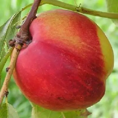 Нектарин СТАРК РЕД ГОЛД в Орше