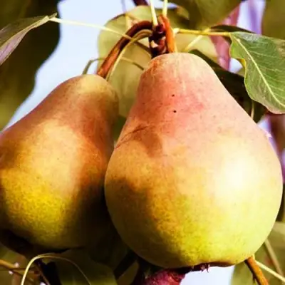 Груша СЛАДКАЯ ИЗ МЛИЕВА в Орше