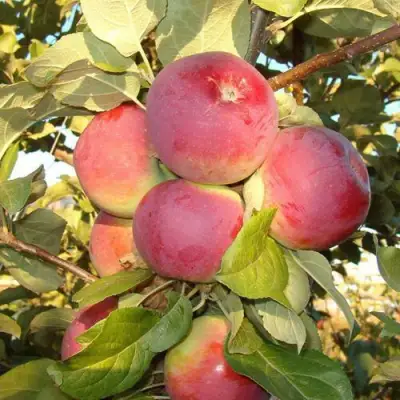 Яблоня ОРЛИК в Орше