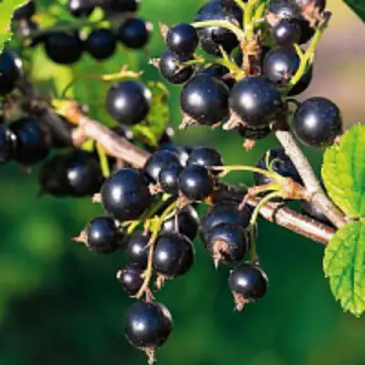 Смородина чёрная ЦЕРЕРА в Орше