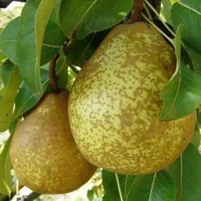 Груша ГЕНЕРАЛ ЛЕКЛЕРК в Орше