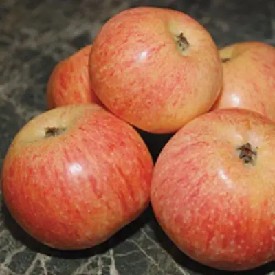 Яблоня КОНФЕТНОЕ в Орше