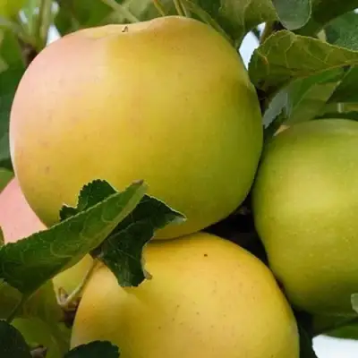 Яблоня БАНАНОВОЕ в Орше