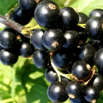 Смородина чёрная ДЕЛИКАТЕСНАЯ в Орше