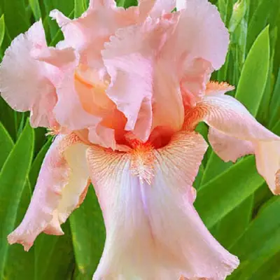 Ирис ПАТИ ДРЕСС бородатый в Орше