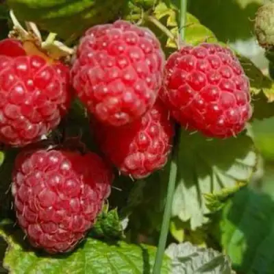 Малина ПРИМАРА в Орше