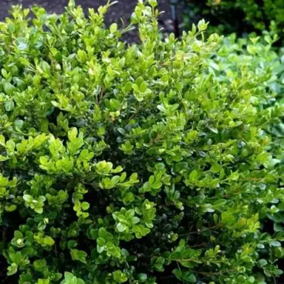 Самшит ФОЛКНЕР в Орше