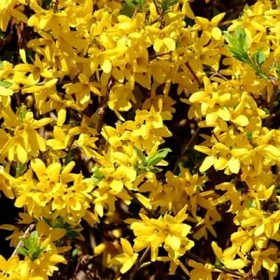 Форзиция ЛЕДНОГОРА промежуточная в Орше