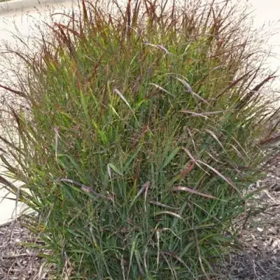 Просо ШЕНАНДО прутьевидное в Орше