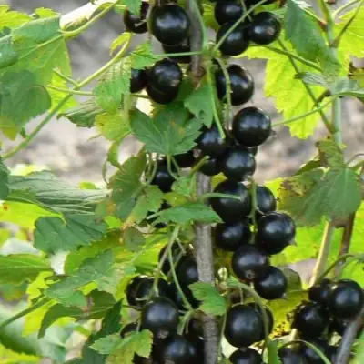 Смородина чёрная ДАБРАДЗЕЯ в Орше