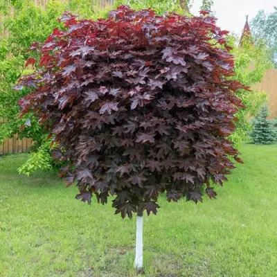 Клен красный в Орше