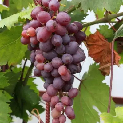 Виноград КИШМИШ ЗАПОРОЖСКИЙ в Орше