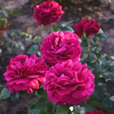 Роза БЕЛЬВЬЮ чайно-гибридная в Орше