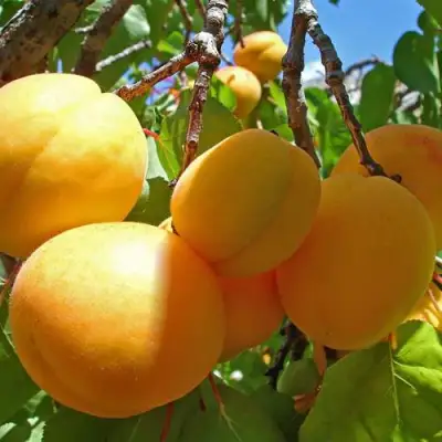 Абрикос ЖИГУЛЕВСКИЙ СУВЕНИР в Орше