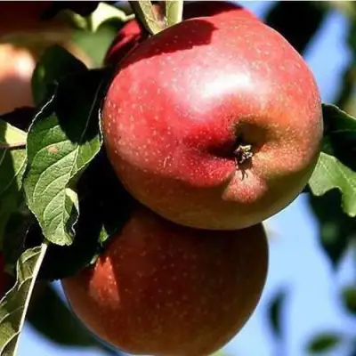 Яблоня АНТЕЙ КИЕВСКИЙ колонновидная в Орше