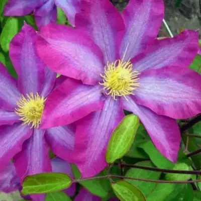 Клематис КАКИО в Орше