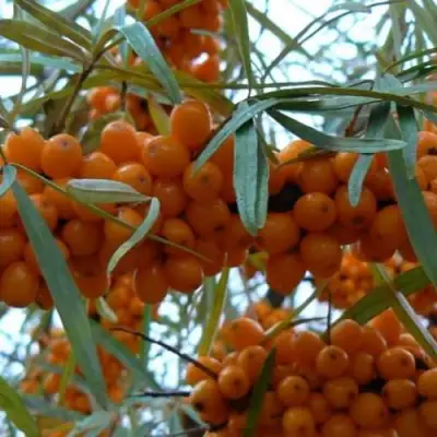 Облепиха БОТАНИЧЕСКАЯ в Орше